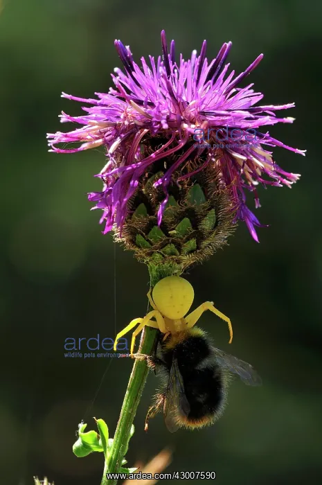 : Flower Crab Spider Goldenrod Crab Spider with bumblebee : Flower Crab Spider Goldenrod Crab Spider with bumblebee