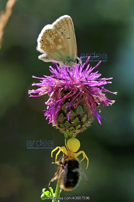 : Flower Crab Spider Goldenrod Crab Spider with bumblebee : Flower Crab Spider Goldenrod Crab Spider with bumblebee
