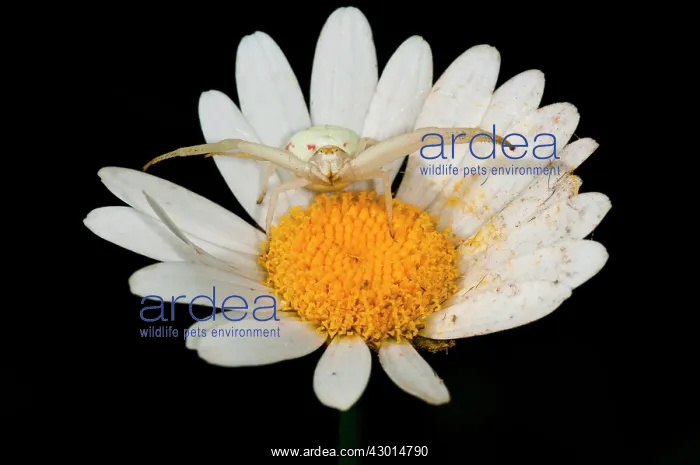 : Flower Crab Spider in the middle of the white-orange : Flower Crab Spider in the middle of the white-orange