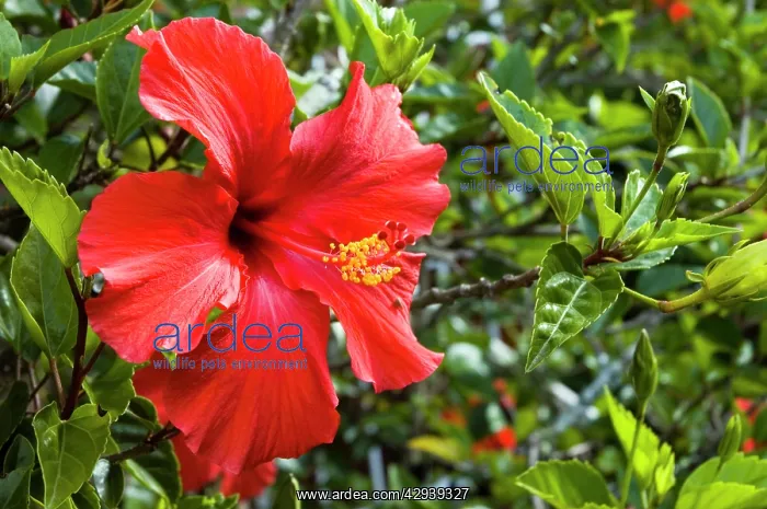 : Flower of cultivated hibiscus - commonly grown in gardens : Flower of cultivated hibiscus - commonly grown in gardens