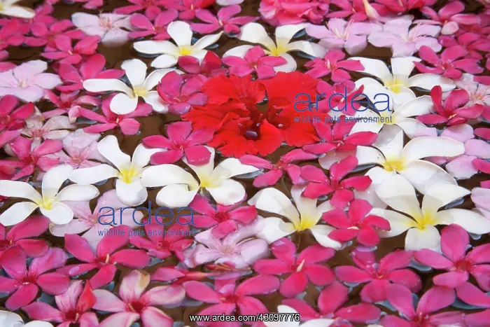 : Flower decoration, Udaipur, Rajasthan, India : Flower decoration, Udaipur, Rajasthan, India