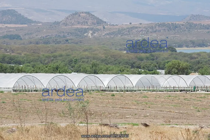 : Flower farms : Flower farms