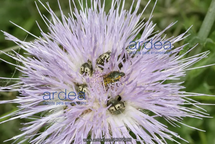 : Flower-feeding scarab beetles, Euphoria kerni : Flower-feeding scarab beetles, Euphoria kerni
