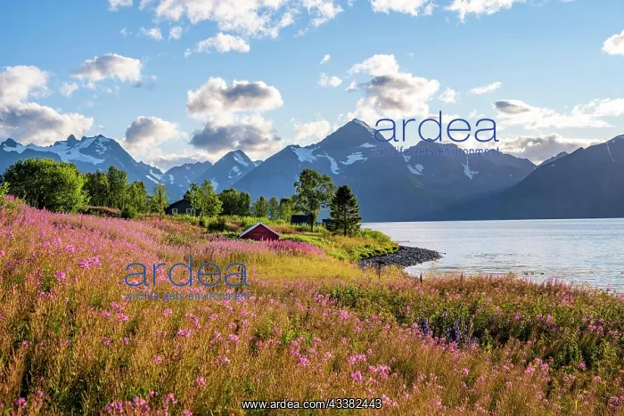 : Flower field on the coast of the Lyngenfjord, bl : Flower field on the coast of the Lyngenfjord, bl