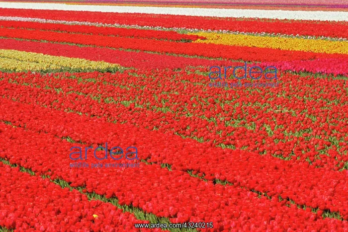 : Flower field of tulips, Netherlands, Holland : Flower field of tulips, Netherlands, Holland