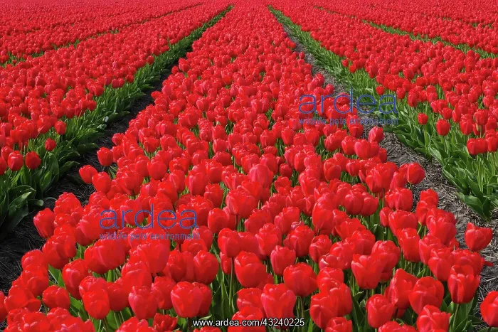 : Flower field of tulips, Netherlands, Holland : Flower field of tulips, Netherlands, Holland