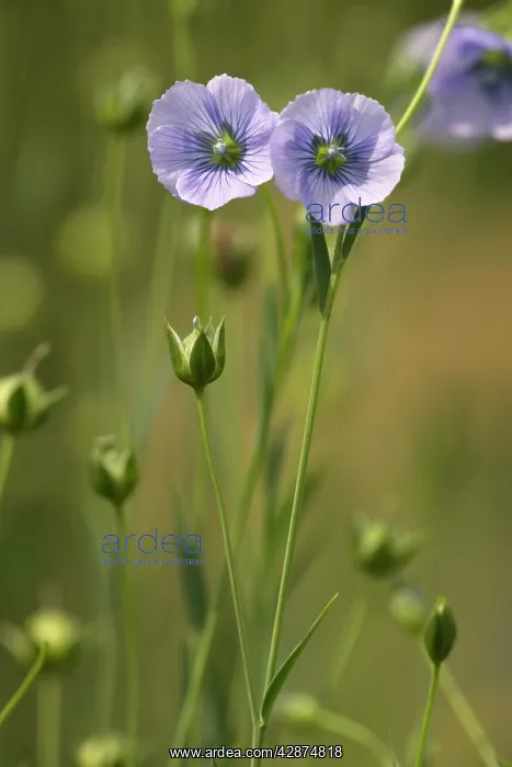: Flower of flax, widespread cultivated plant for : Flower of flax, widespread cultivated plant for