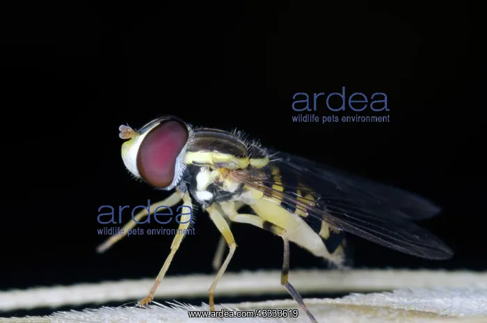 : Flower fly : Flower fly