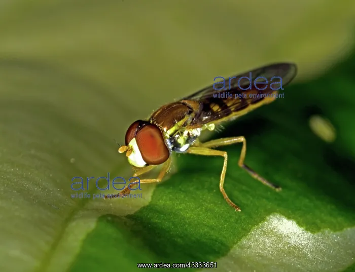 : Flower Fly : Flower Fly