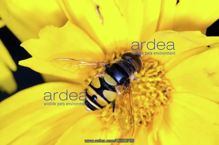 : Flower Fly : Flower Fly