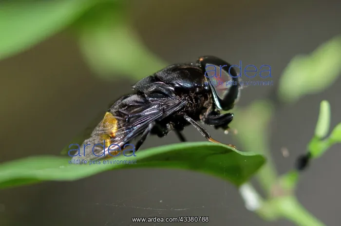 : Flower Fly : Flower Fly