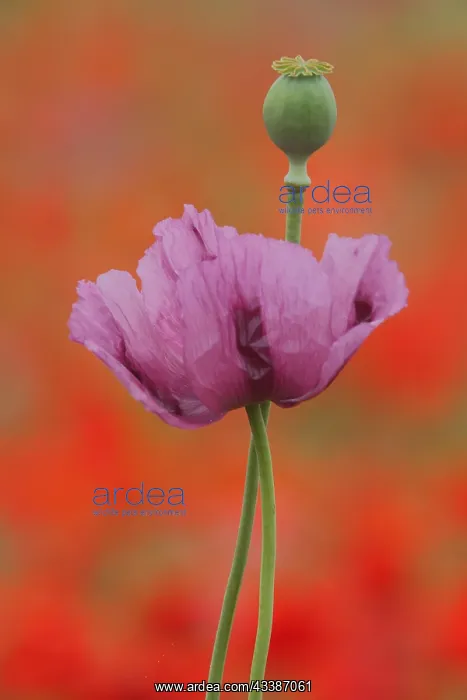: Flower and fruit capsule of the opium poppy (Papaver : Flower and fruit capsule of the opium poppy (Papaver