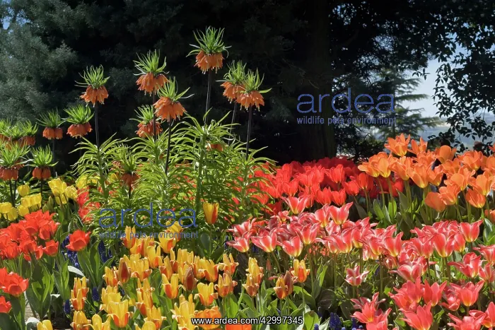 : Flower Garden - with different kinds of Tulips : Flower Garden - with different kinds of Tulips