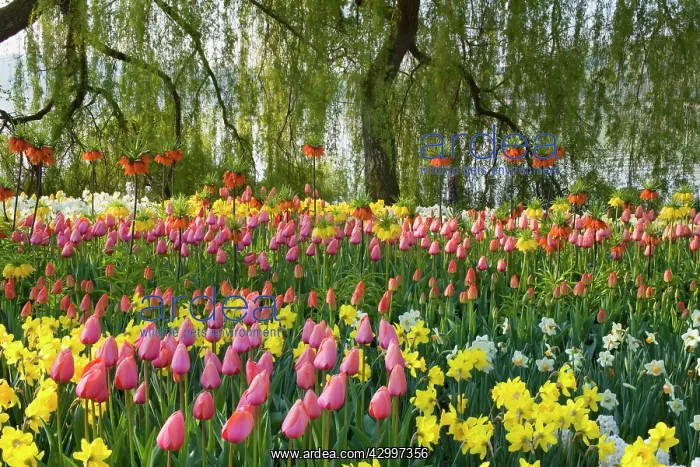: Flower Garden - with different kinds of Tulips : Flower Garden - with different kinds of Tulips