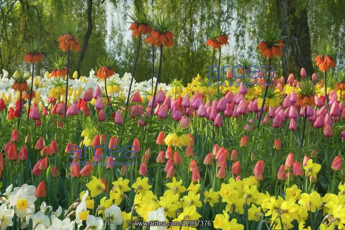 : Flower Garden - with different kinds of Tulips : Flower Garden - with different kinds of Tulips