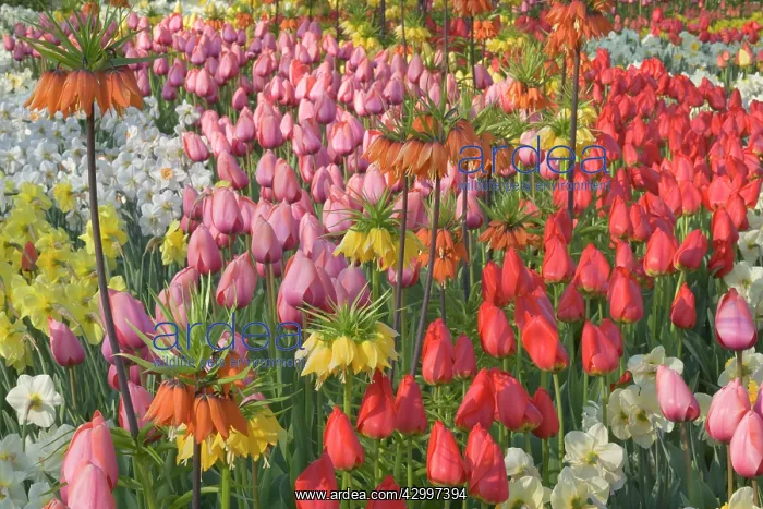 : Flower Garden - with different kinds of Tulips : Flower Garden - with different kinds of Tulips