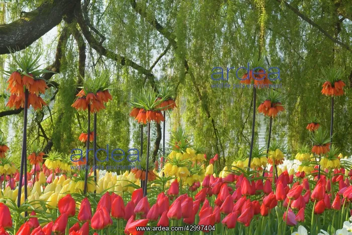 : Flower Garden - with different kinds of Tulips : Flower Garden - with different kinds of Tulips