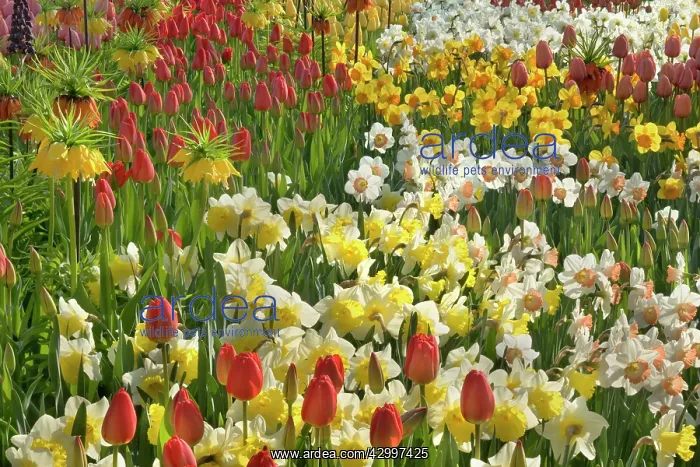 : Flower Garden - with different kinds of Tulips : Flower Garden - with different kinds of Tulips