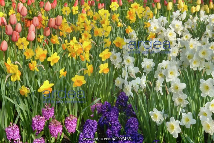 : Flower Garden - with different kinds of Tulips : Flower Garden - with different kinds of Tulips