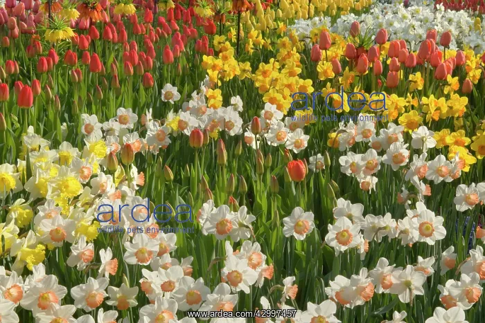 : Flower Garden - with different kinds of Tulips : Flower Garden - with different kinds of Tulips