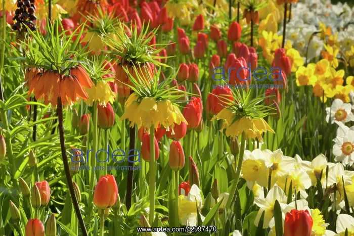: Flower Garden - with different kinds of Tulips : Flower Garden - with different kinds of Tulips