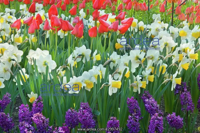 : Flower Garden - with different kinds of Tulips : Flower Garden - with different kinds of Tulips