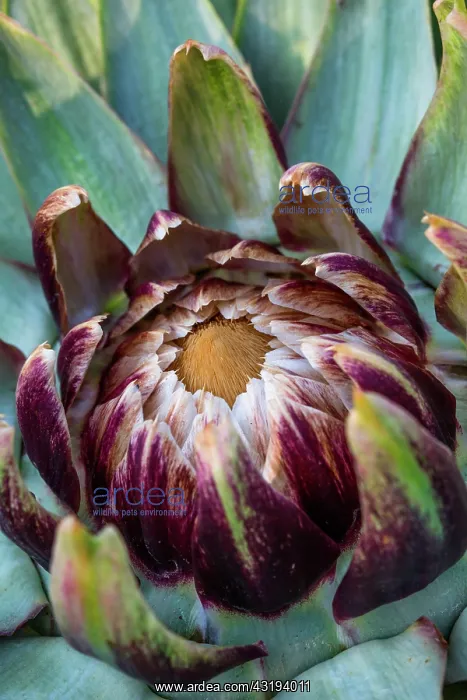 : Flower of Globe artichoke, Provence, France : Flower of Globe artichoke, Provence, France