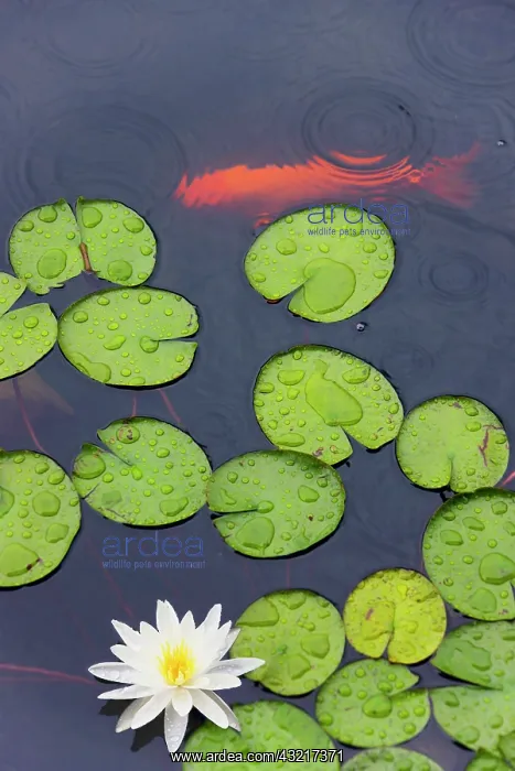 : Flower and gold fish in lily pond in the : Flower and gold fish in lily pond in the