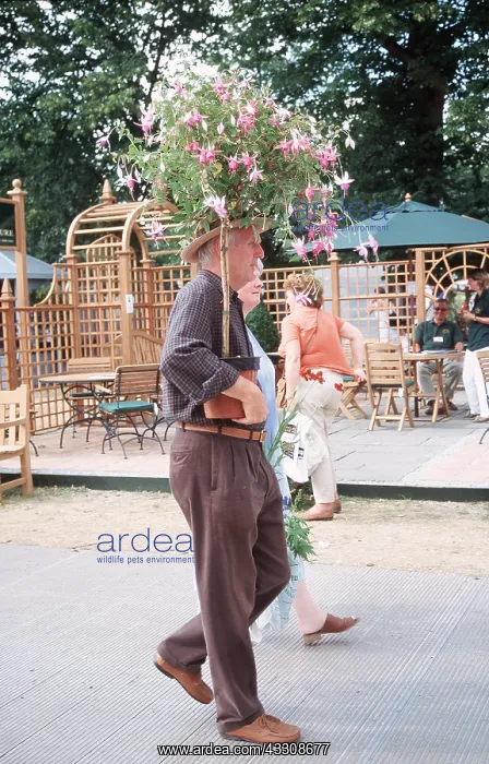 : FLOWER SHOW - Hampton Court, man with flowers : FLOWER SHOW - Hampton Court, man with flowers