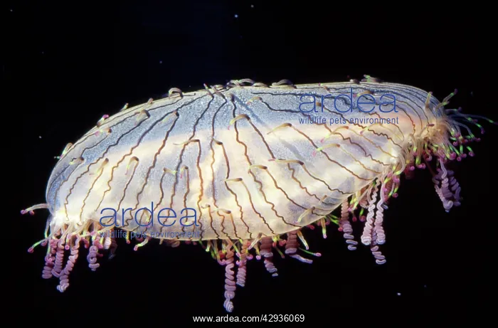 : Flower Hat JELLYFISH / Jelly fish : Flower Hat JELLYFISH / Jelly fish