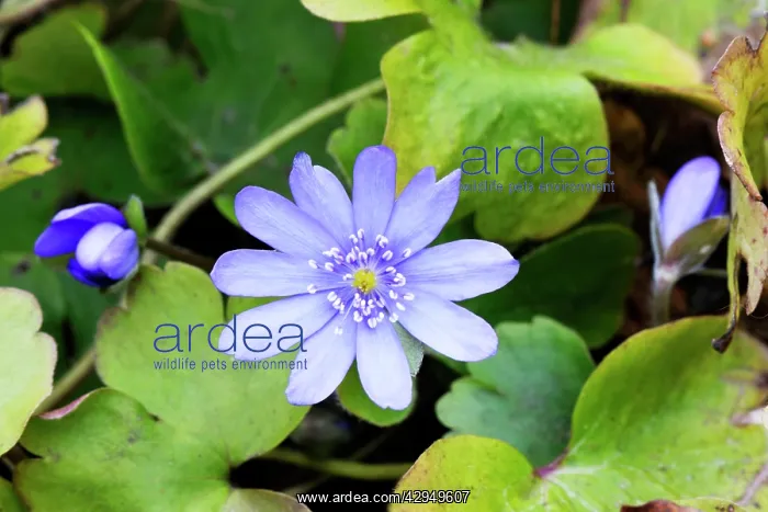 : Flower-head of Hepatica transsilvanica : Flower-head of Hepatica transsilvanica