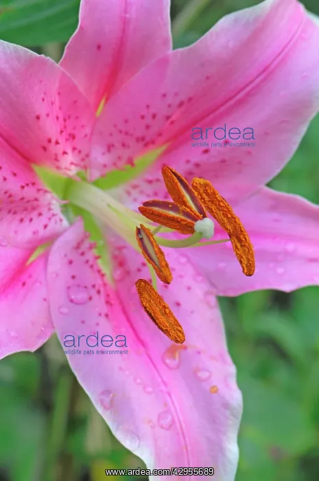: Flower head of Lilium Sorbonne - An interesting : Flower head of Lilium Sorbonne - An interesting