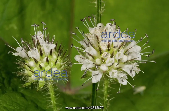 : Flower heads of Small Teasel : Flower heads of Small Teasel