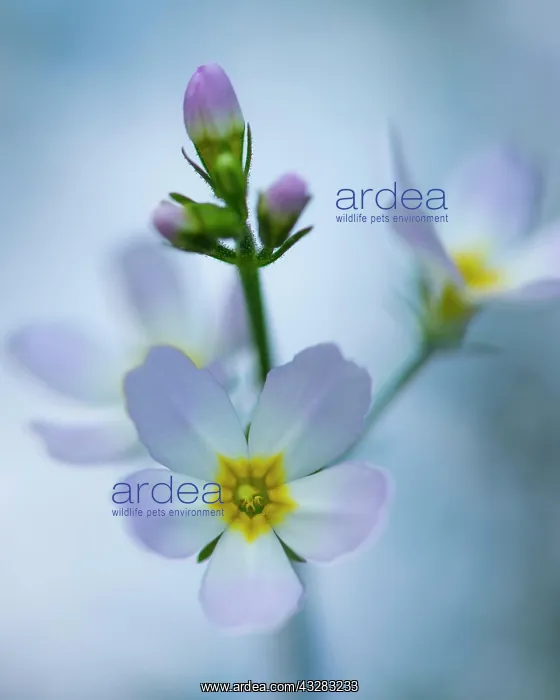 : Flower of one (Hottonia palustris), Walsrode, Luneburg : Flower of one (Hottonia palustris), Walsrode, Luneburg