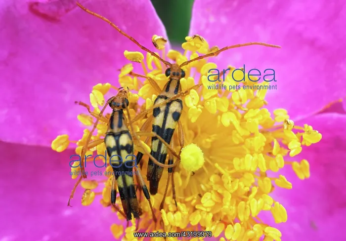 : Flower Longhorns : Flower Longhorns
