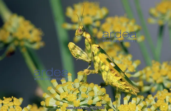 : Flower Mantid on flower : Flower Mantid on flower