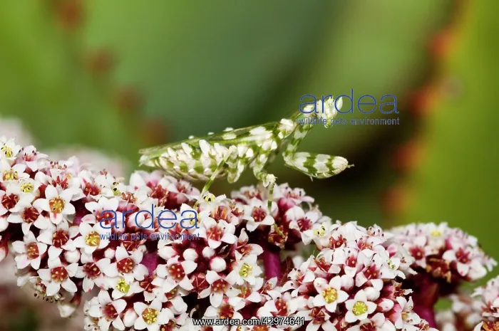: Flower Mantid - lying in ambush for insect prey : Flower Mantid - lying in ambush for insect prey