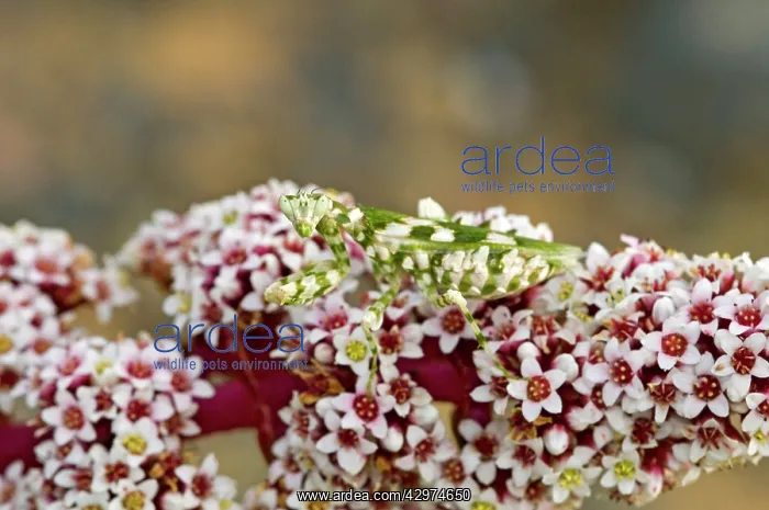 : Flower Mantid - lying in ambush for insect prey : Flower Mantid - lying in ambush for insect prey