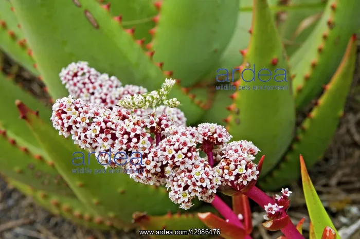 : Flower Mantid waiting for insect prey on Blossum of Crassula : Flower Mantid waiting for insect prey on Blossum of Crassula