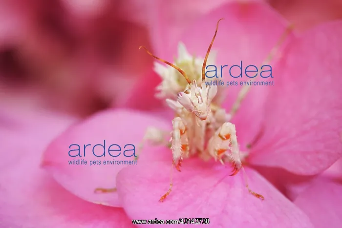 : Flower Mantis : Flower Mantis