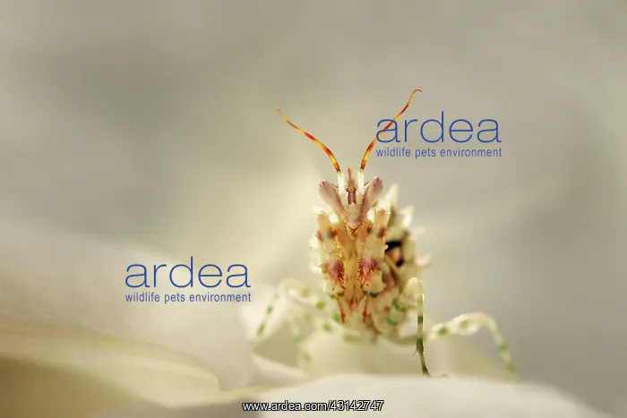 : Flower Mantis : Flower Mantis