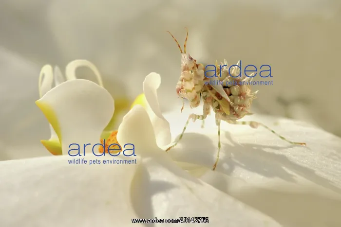 : Flower Mantis : Flower Mantis