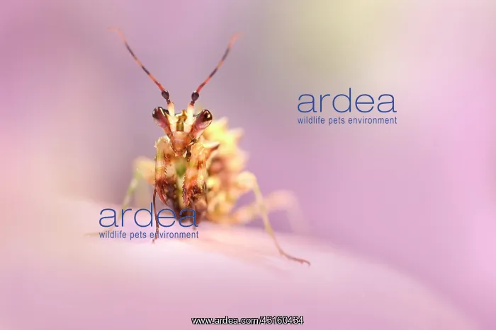: Flower Mantis : Flower Mantis