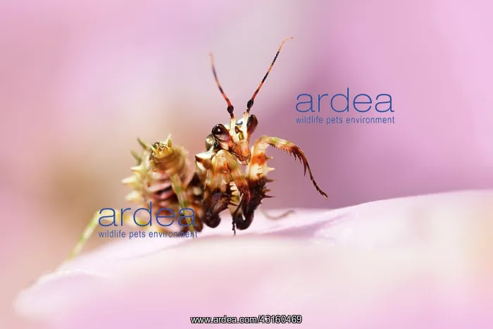 : Flower Mantis : Flower Mantis