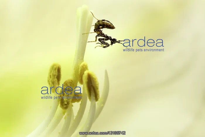 : Flower Mantis : Flower Mantis