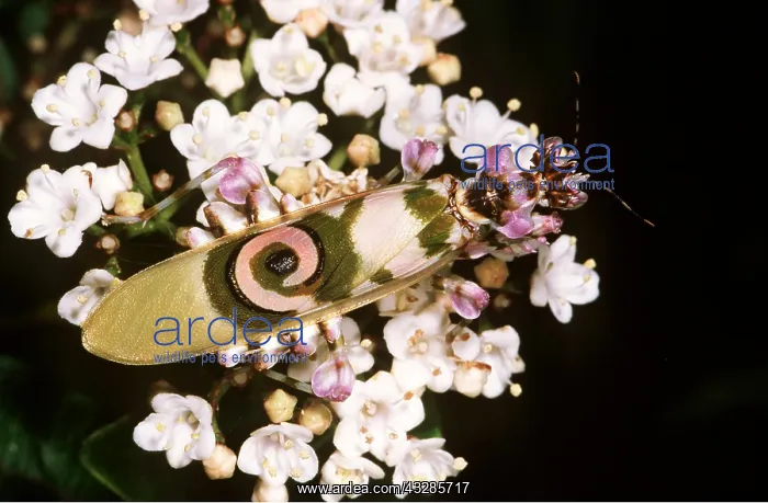 : FLOWER MANTIS - on flower : FLOWER MANTIS - on flower