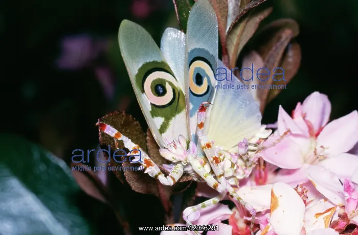 : Flower Mantis - threat display : Flower Mantis - threat display
