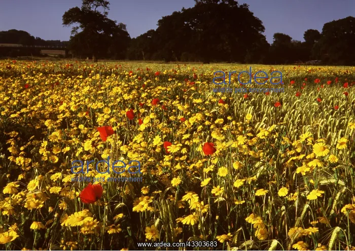 : FLOWER MEADOW - Cornfield with Corn Marigolds and : FLOWER MEADOW - Cornfield with Corn Marigolds and