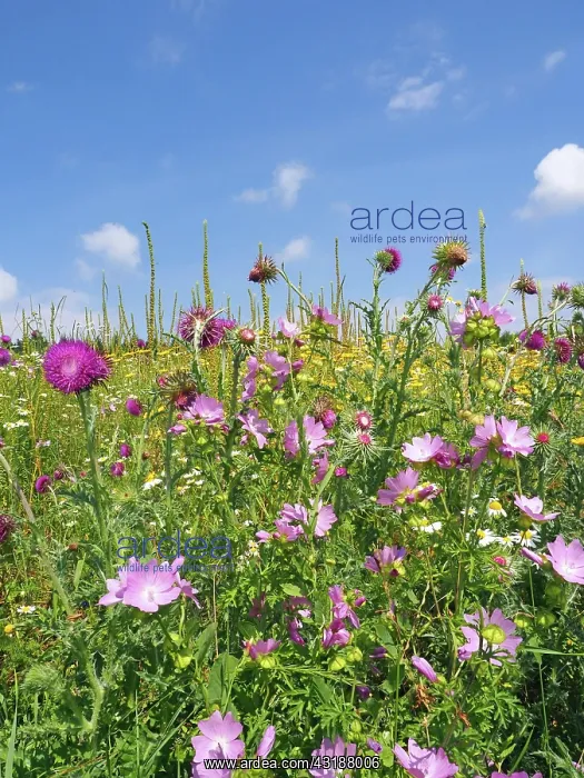 : Flower meadow or flowering area as habitat in the : Flower meadow or flowering area as habitat in the