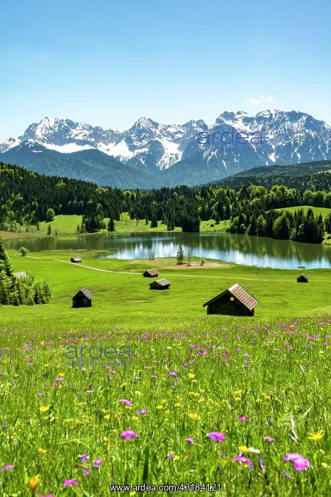 : Flower meadow with hay barn at Geroldsee, view of : Flower meadow with hay barn at Geroldsee, view of